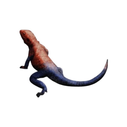 Rainbow Agama